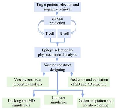 Development of a subunit vaccine against the cholangiocarcinoma causing Opisthorchis viverrini: a computational approach